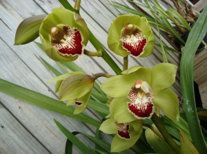 Green Orchid grown in Newton, Auckland